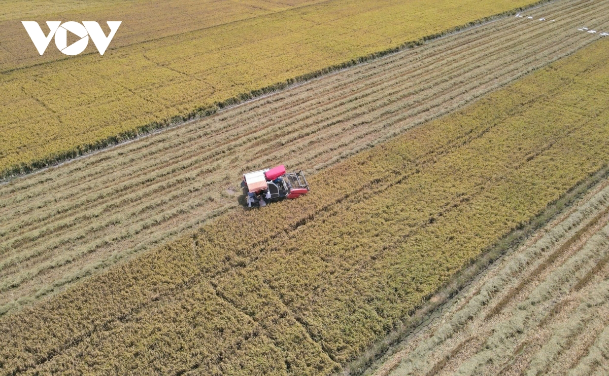 Làm nông chuyên nghiệp với tư duy “gieo mầm”